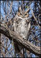 _8SB7360 great-horned owl female